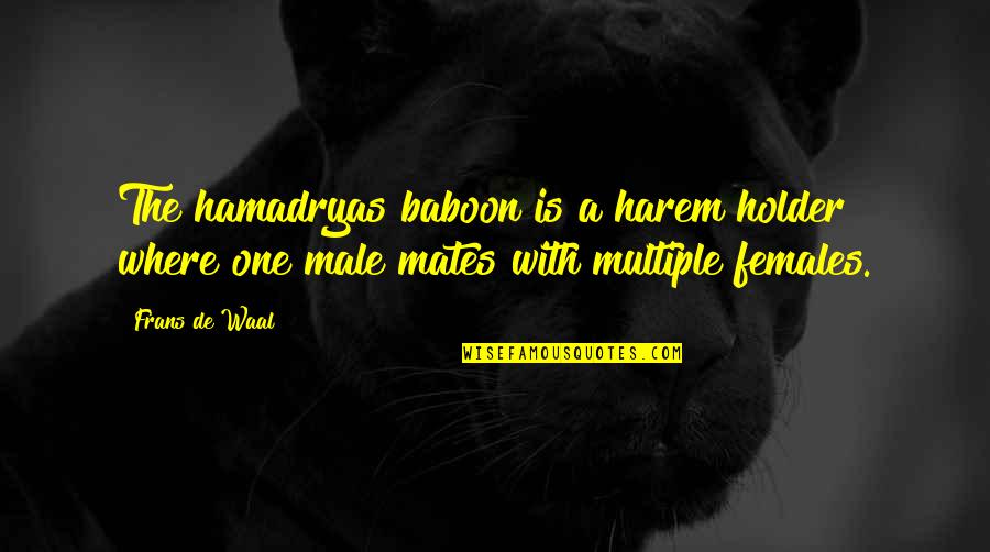 Baboon Quotes By Frans De Waal: The hamadryas baboon is a harem holder where