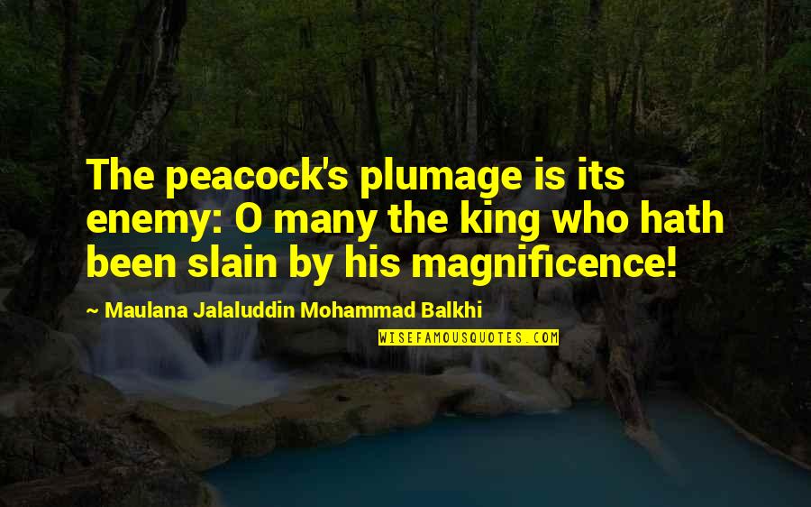 Balkhi Quotes By Maulana Jalaluddin Mohammad Balkhi: The peacock's plumage is its enemy: O many
