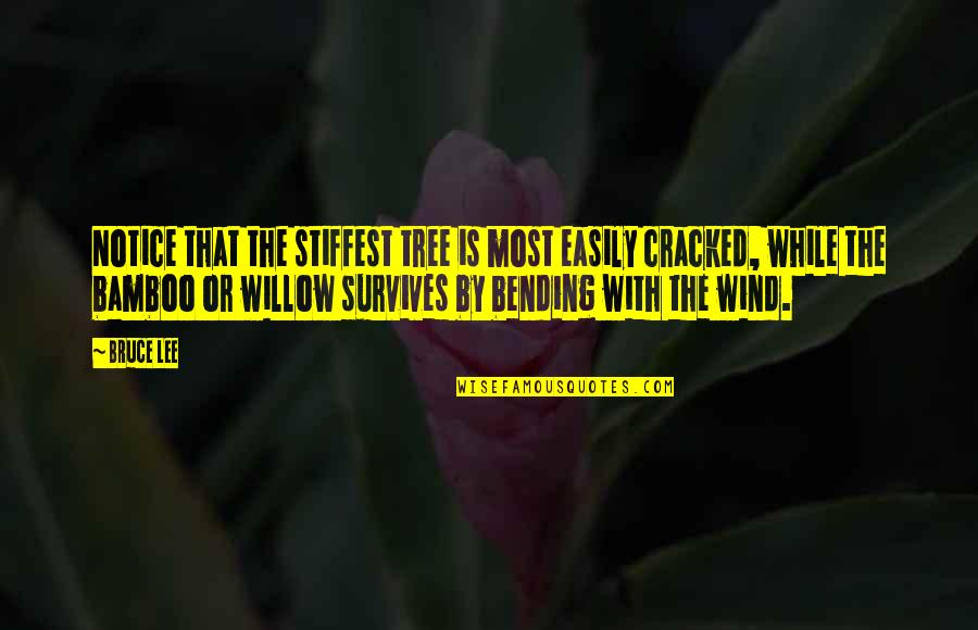 Bamboo's Quotes By Bruce Lee: Notice that the stiffest tree is most easily