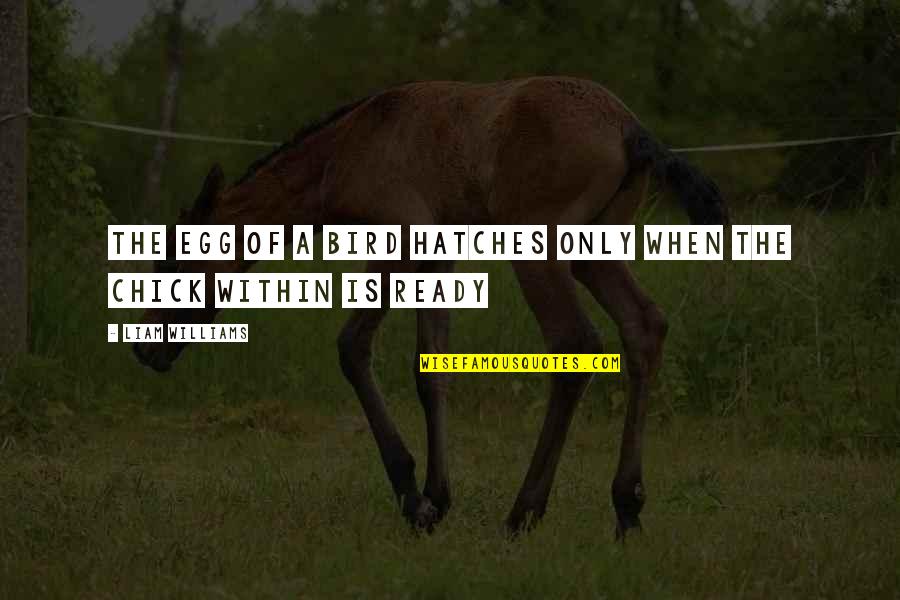 Banu Qurayza Quotes By Liam Williams: The egg of a bird hatches only when Banu Qurayza Quotes By Liam Williams: The egg of a bird hatches only when