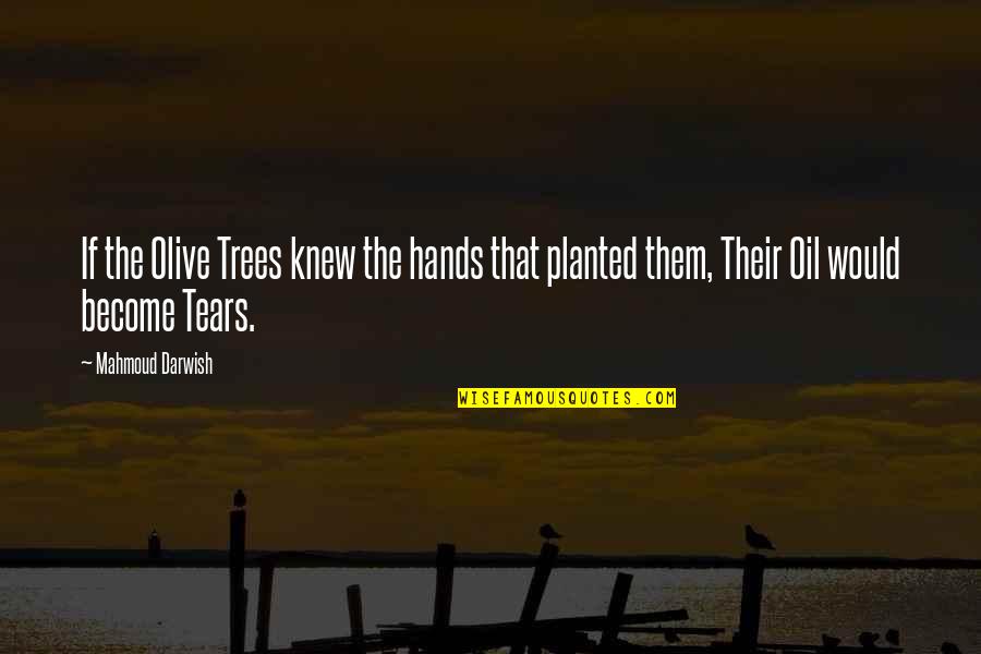 Bareche Quotes By Mahmoud Darwish: If the Olive Trees knew the hands that Bareche Quotes By Mahmoud Darwish: If the Olive Trees knew the hands that