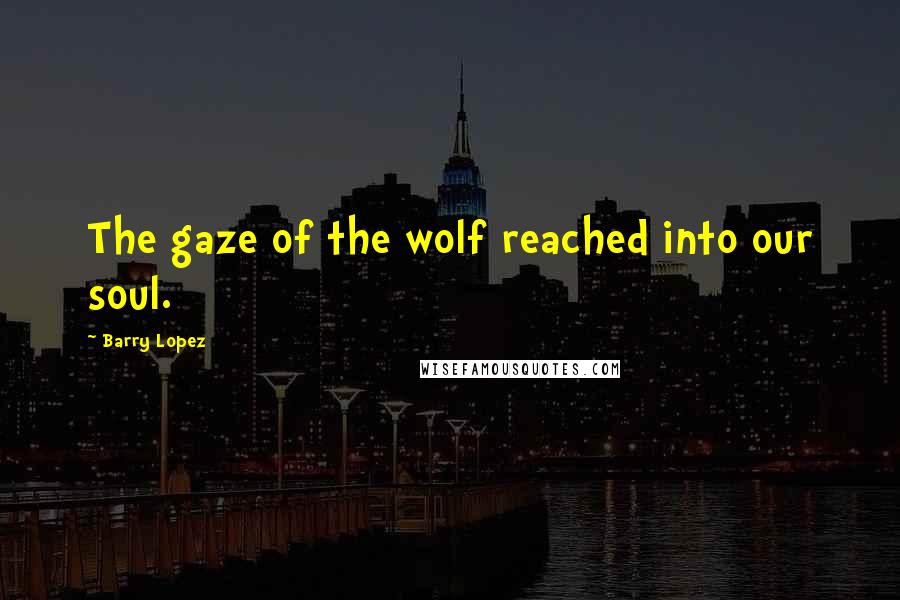 Barry Lopez quotes: The gaze of the wolf reached into our soul.