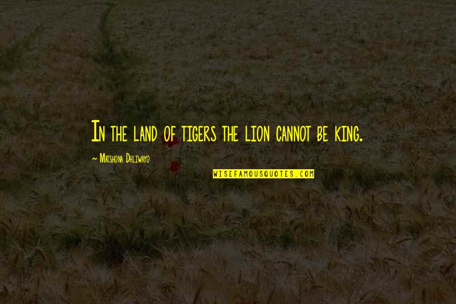 Be Lion Quotes By Matshona Dhliwayo: In the land of tigers the lion cannot