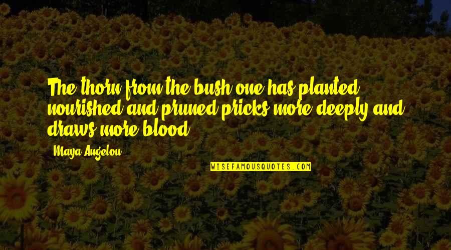 Be Nourished Quotes By Maya Angelou: The thorn from the bush one has planted, Be Nourished Quotes By Maya Angelou: The thorn from the bush one has planted,