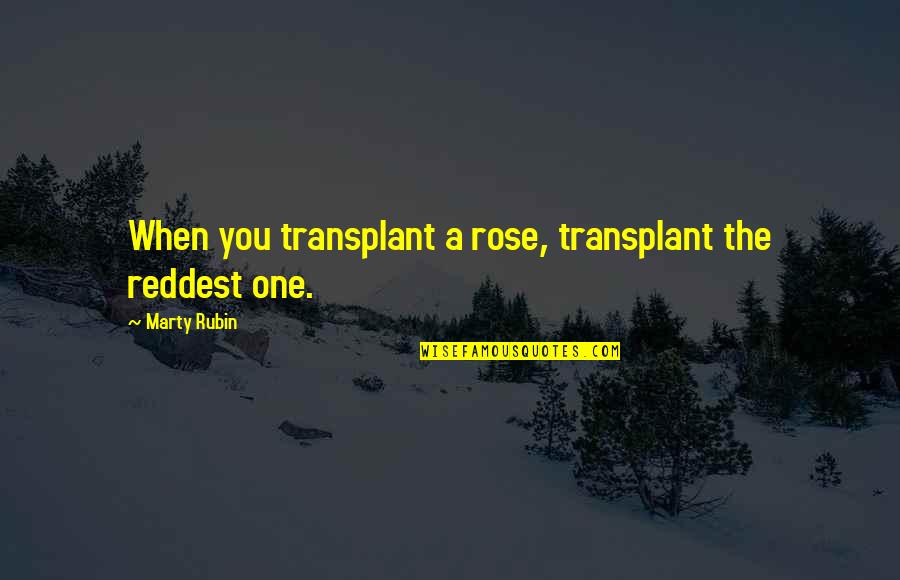 Beauty And Roses Quotes By Marty Rubin: When you transplant a rose, transplant the reddest