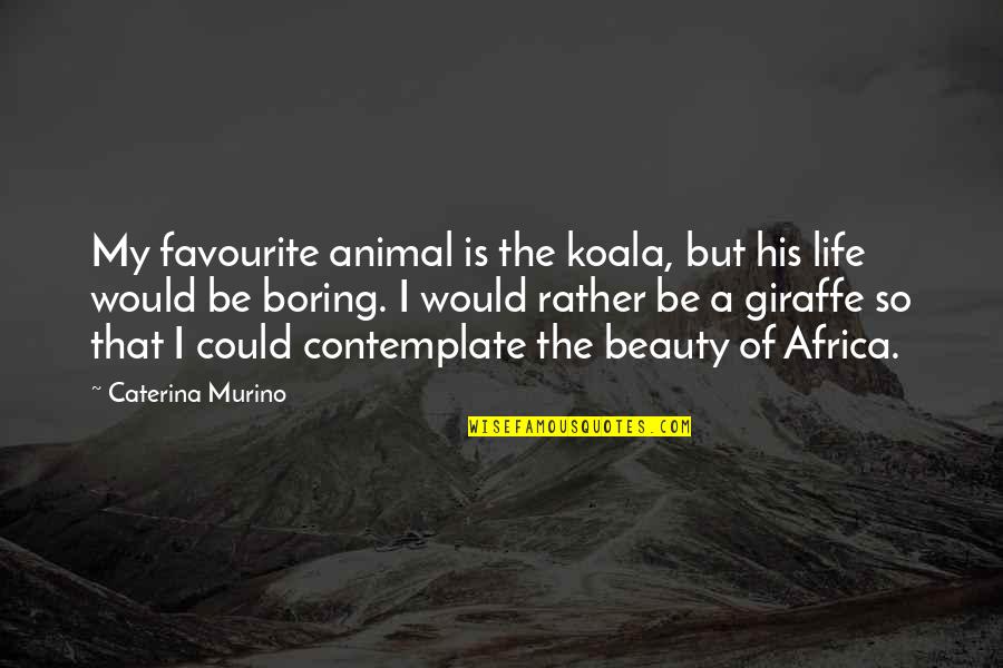 Beauty Is Quotes By Caterina Murino: My favourite animal is the koala, but his