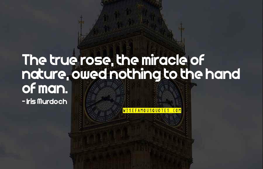 Beauty Man Quotes By Iris Murdoch: The true rose, the miracle of nature, owed