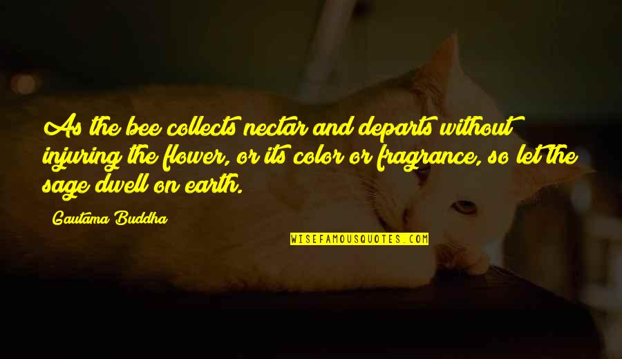 Bee And Flower Quotes By Gautama Buddha: As the bee collects nectar and departs without