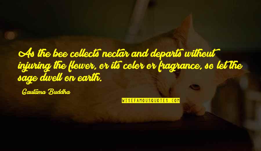 Bee And Flower Quotes By Gautama Buddha: As the bee collects nectar and departs without Bee And Flower Quotes By Gautama Buddha: As the bee collects nectar and departs without