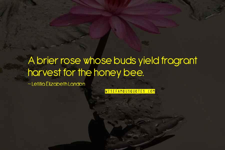 Bee Quotes By Letitia Elizabeth Landon: A brier rose whose buds yield fragrant harvest