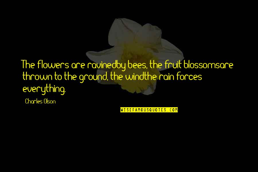 Bees And Flowers Quotes By Charles Olson: The flowers are ravinedby bees, the fruit blossomsare