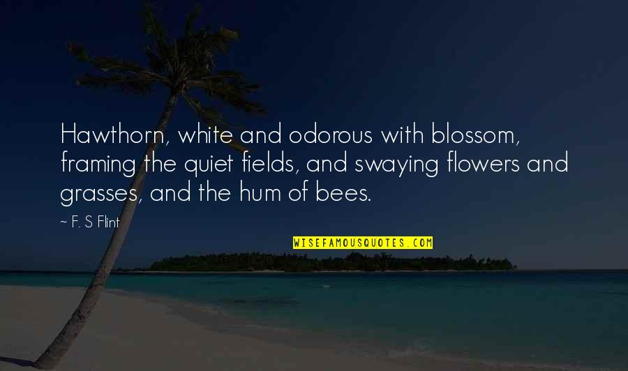 Bees And Flowers Quotes By F. S Flint: Hawthorn, white and odorous with blossom, framing the