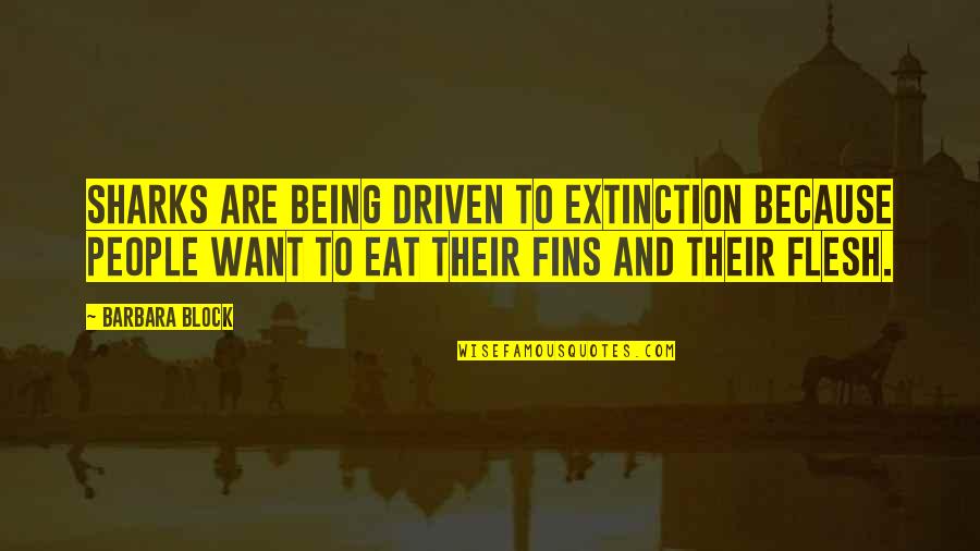 Being Driven Quotes By Barbara Block: Sharks are being driven to extinction because people