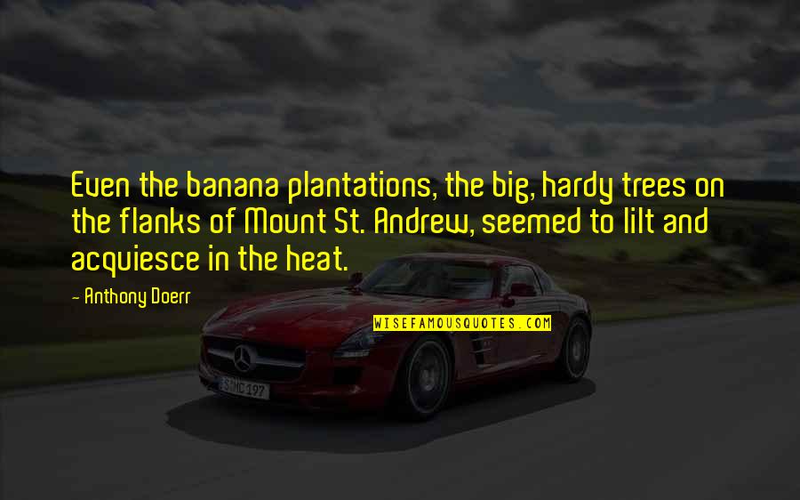 Being Obsessed With Money Quotes By Anthony Doerr: Even the banana plantations, the big, hardy trees