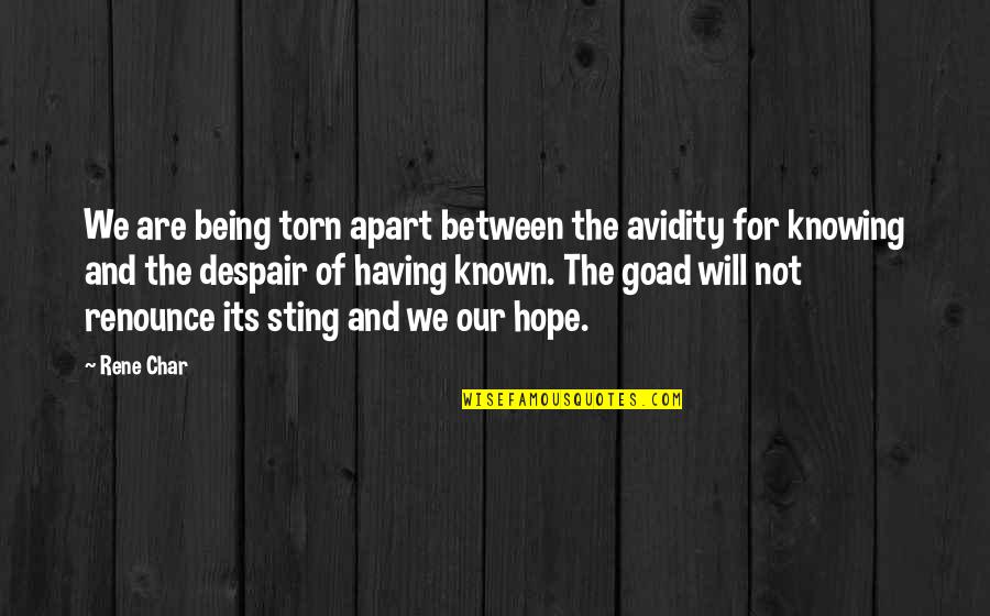 Being Torn Quotes By Rene Char: We are being torn apart between the avidity