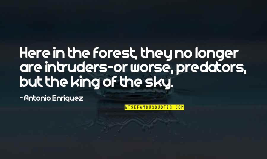 Bernard Kroger Quotes By Antonio Enriquez: Here in the forest, they no longer are Bernard Kroger Quotes By Antonio Enriquez: Here in the forest, they no longer are