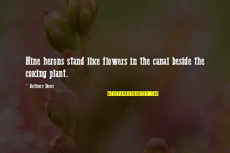 Beside U Quotes By Anthony Doerr: Nine herons stand like flowers in the canal