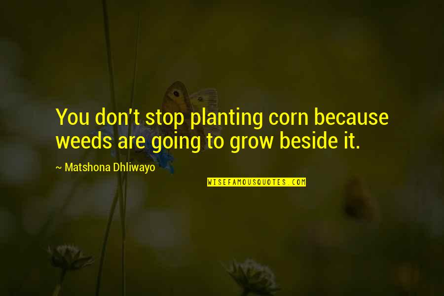 Beside You Quotes By Matshona Dhliwayo: You don't stop planting corn because weeds are