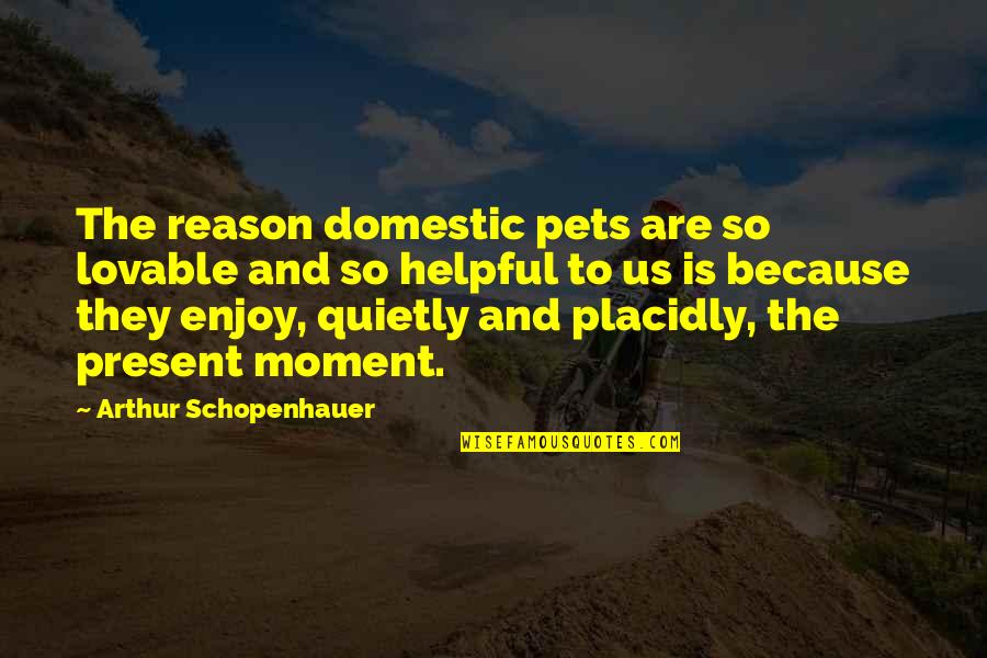 Bespeak Quotes By Arthur Schopenhauer: The reason domestic pets are so lovable and