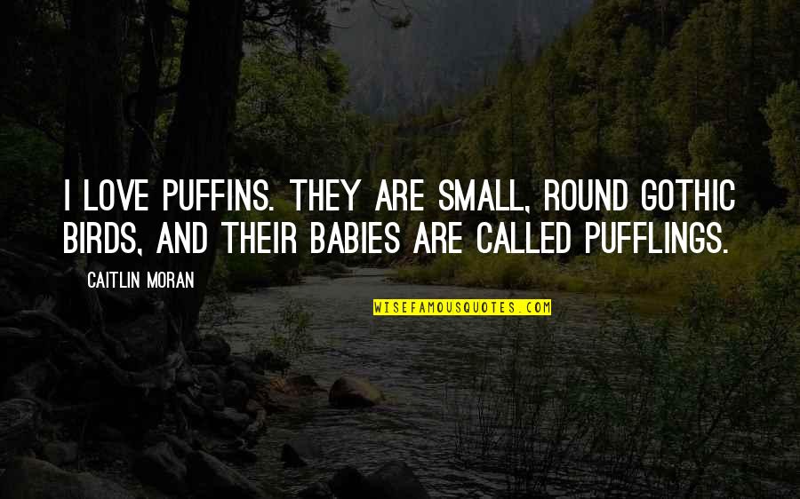 Best And Small Love Quotes By Caitlin Moran: I love puffins. They are small, round gothic