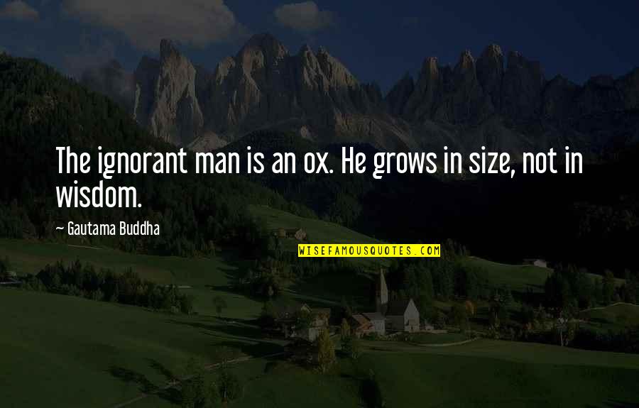 Best Buddha Wisdom Quotes By Gautama Buddha: The ignorant man is an ox. He grows