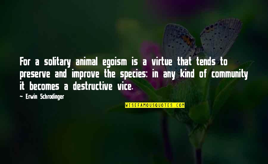 Best Egoism Quotes By Erwin Schrodinger: For a solitary animal egoism is a virtue