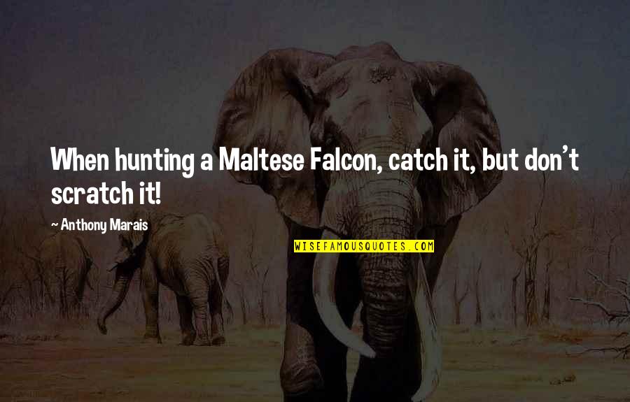 Best Falcon Quotes By Anthony Marais: When hunting a Maltese Falcon, catch it, but