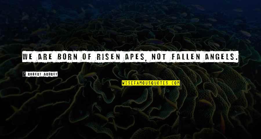 Best Fallen Angel Quotes By Robert Ardrey: We are born of risen apes, not fallen