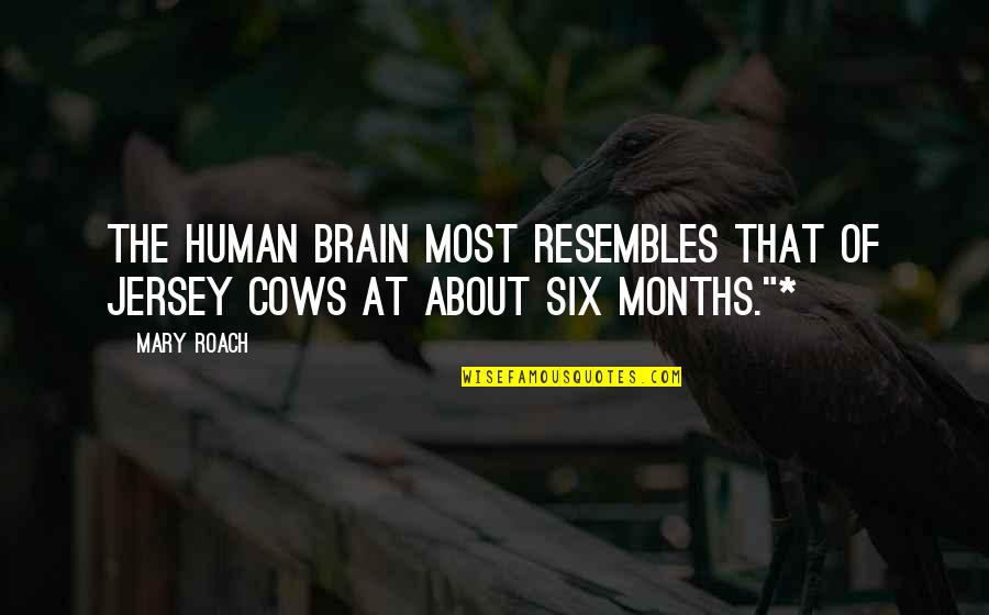 Best Lucy Ricardo Quotes By Mary Roach: The human brain most resembles that of Jersey