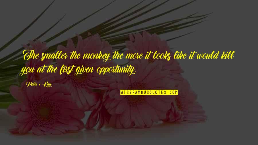 Best Peter Kay Quotes By Peter Kay: The smaller the monkey the more it looks Best Peter Kay Quotes By Peter Kay: The smaller the monkey the more it looks