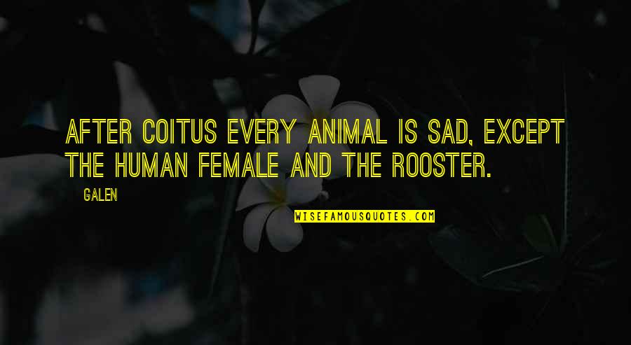 Best Rooster Quotes By Galen: After coitus every animal is sad, except the