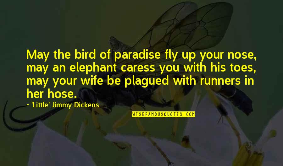 Bird Of Paradise Quotes By 'Little' Jimmy Dickens: May the bird of paradise fly up your