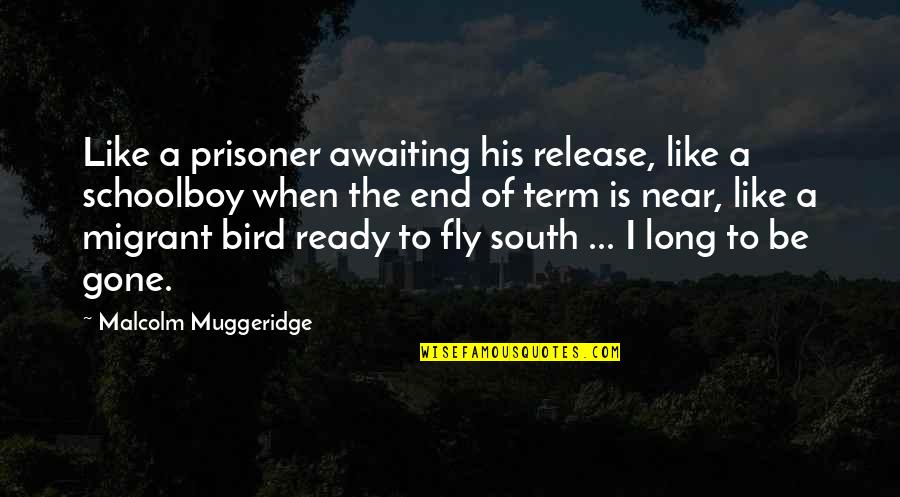 Bird Quotes By Malcolm Muggeridge: Like a prisoner awaiting his release, like a