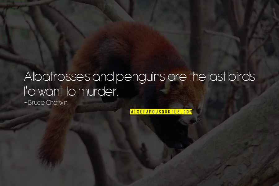 Birds And Quotes By Bruce Chatwin: Albatrosses and penguins are the last birds I'd
