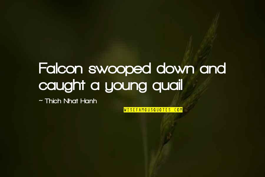 Bisabuelo Quotes By Thich Nhat Hanh: Falcon swooped down and caught a young quail