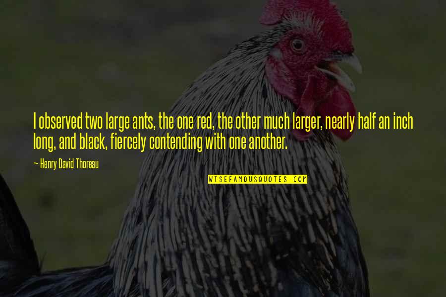 Black And Red Quotes By Henry David Thoreau: I observed two large ants, the one red, Black And Red Quotes By Henry David Thoreau: I observed two large ants, the one red,