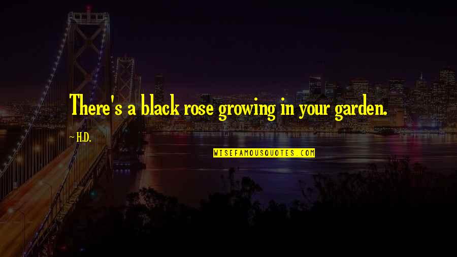 Black Rose Quotes By H.D.: There's a black rose growing in your garden.
