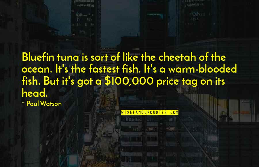 Blooded Quotes By Paul Watson: Bluefin tuna is sort of like the cheetah