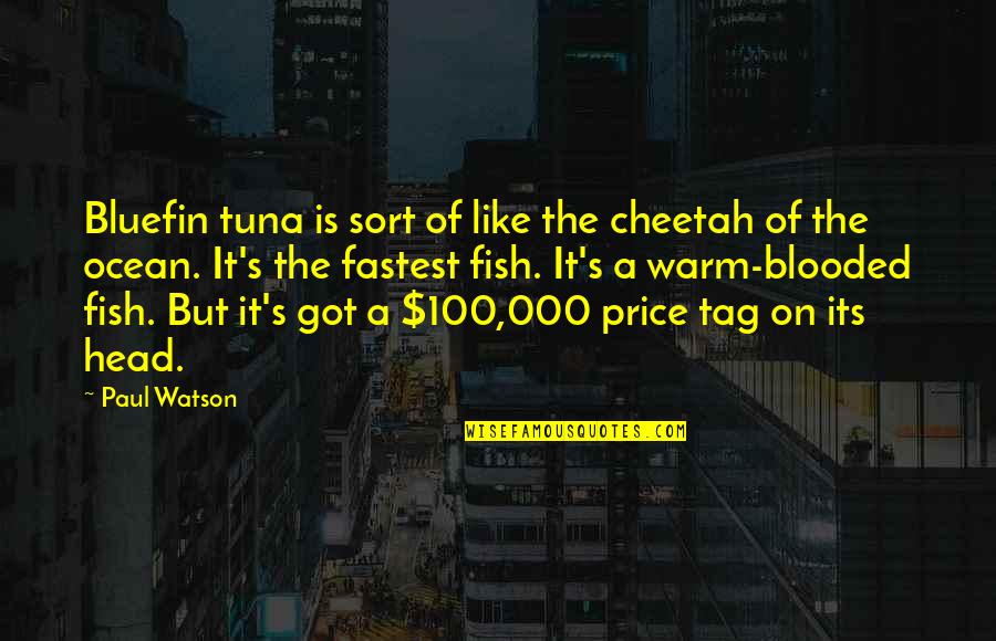 Blooded Quotes By Paul Watson: Bluefin tuna is sort of like the cheetah Blooded Quotes By Paul Watson: Bluefin tuna is sort of like the cheetah