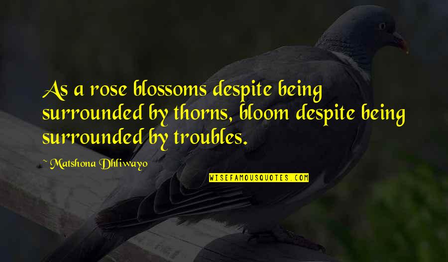 Bloom Off The Rose Quotes By Matshona Dhliwayo: As a rose blossoms despite being surrounded by