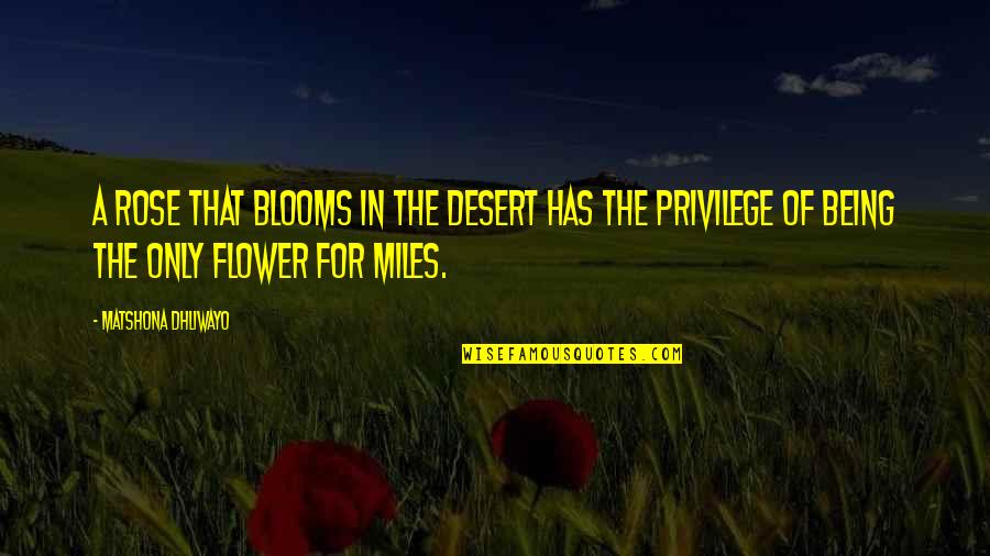 Blooms Quotes By Matshona Dhliwayo: A rose that blooms in the desert has