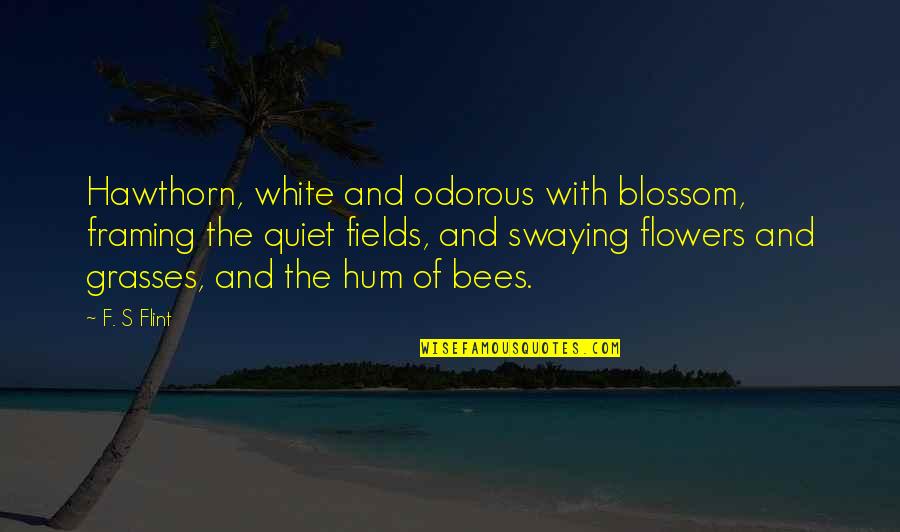 Blossom'd Quotes By F. S Flint: Hawthorn, white and odorous with blossom, framing the