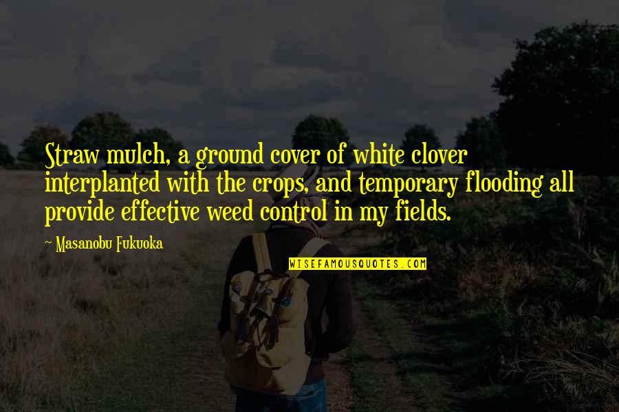 Boccola Autolubrificante Quotes By Masanobu Fukuoka: Straw mulch, a ground cover of white clover Boccola Autolubrificante Quotes By Masanobu Fukuoka: Straw mulch, a ground cover of white clover