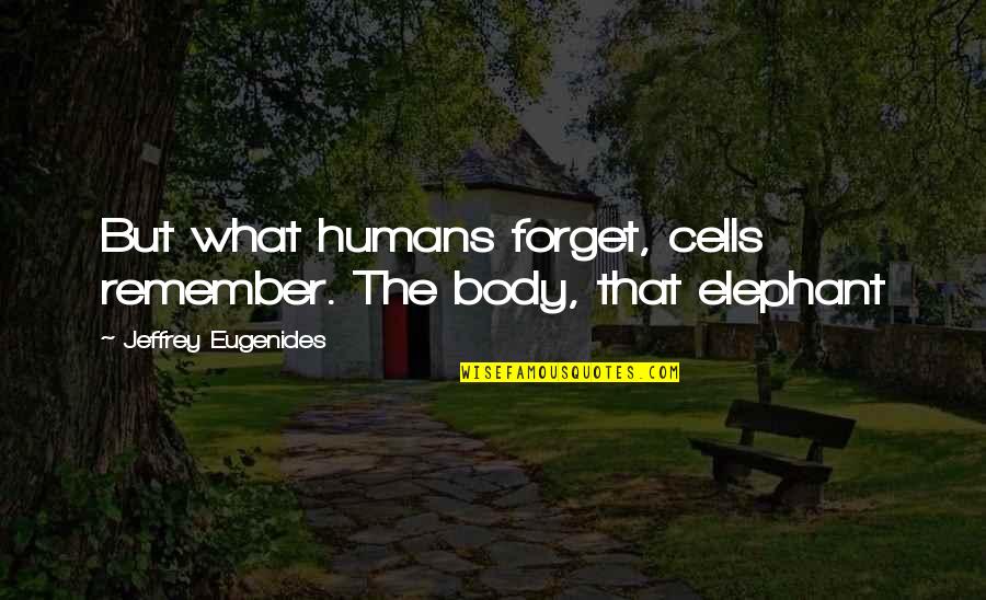 Body Cells Quotes By Jeffrey Eugenides: But what humans forget, cells remember. The body, Body Cells Quotes By Jeffrey Eugenides: But what humans forget, cells remember. The body,