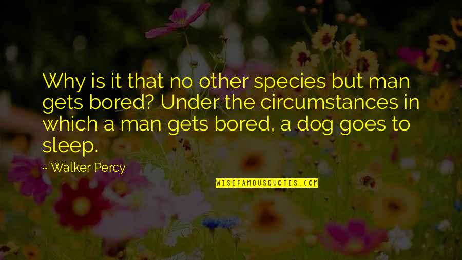 Bored Dog Quotes By Walker Percy: Why is it that no other species but