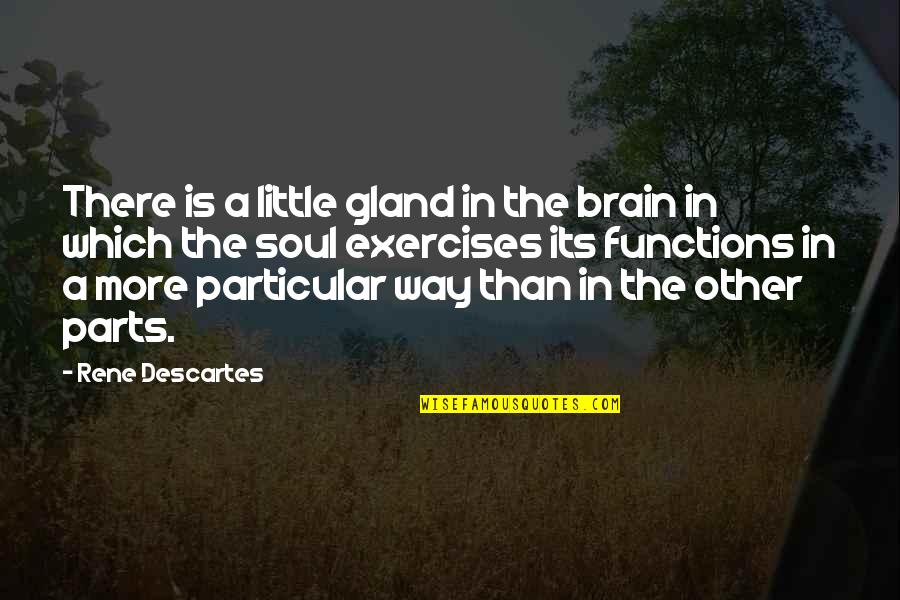 Brain And Exercise Quotes By Rene Descartes: There is a little gland in the brain