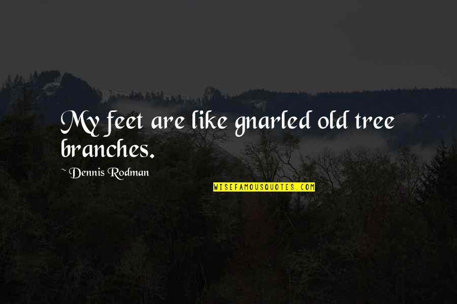 Branches Of A Tree Quotes By Dennis Rodman: My feet are like gnarled old tree branches.