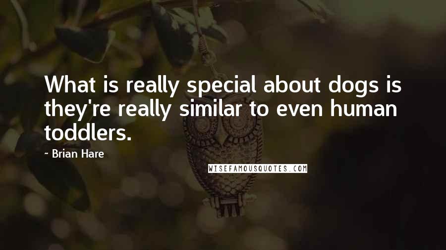 Brian Hare quotes: What is really special about dogs is they're really similar to even human toddlers.