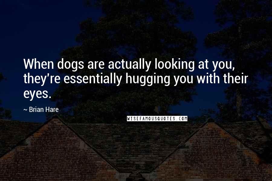 Brian Hare quotes: When dogs are actually looking at you, they're essentially hugging you with their eyes.