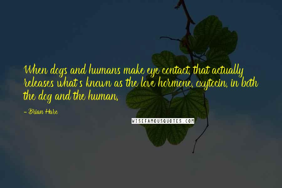 Brian Hare quotes: When dogs and humans make eye contact, that actually releases what's known as the love hormone, oxytocin, in both the dog and the human. Brian Hare quotes: When dogs and humans make eye contact, that actually releases what's known as the love hormone, oxytocin, in both the dog and the human.